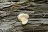 Hamis pöfeteg (Reticularia lycoperdon), Duna-part
